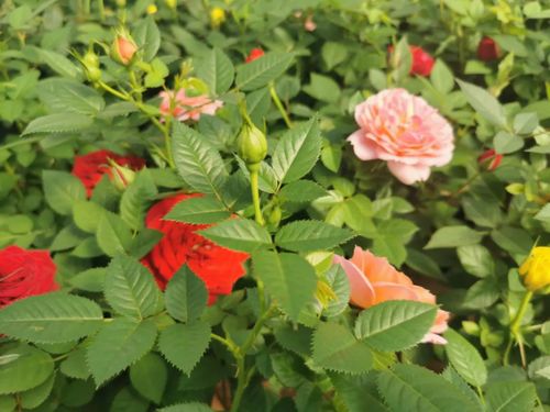 天喜花卉 远销10多国，乡村振兴示范样板的苗木力量