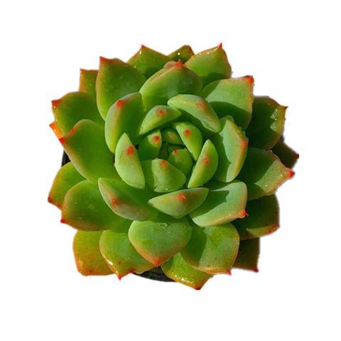 多肉植物组合盆栽的魅力 从红宝石到桃蛋的室内绿意