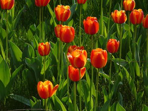 我的花卉精品专辑 第4页 二不愣蔬菜