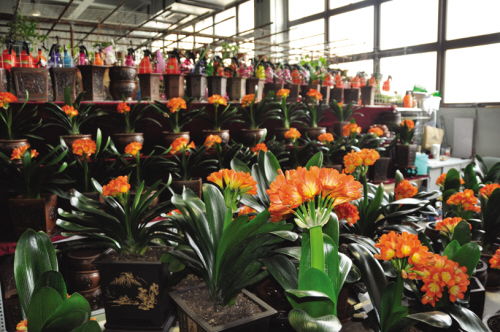 金三角花卉茶叶工艺品交易中心 蔬菜产业焕新姿，共绘最美一季