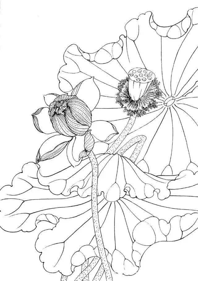 工笔线描花卉画谱——荷花白描与蔬菜意象的交融