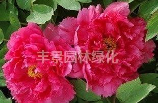 精品牡丹‘大红宝珠’ 2年苗选购与盆景养护全指南