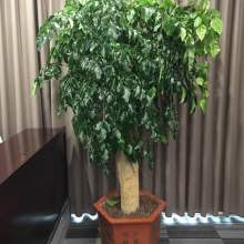 苗木 自然与希望的起点