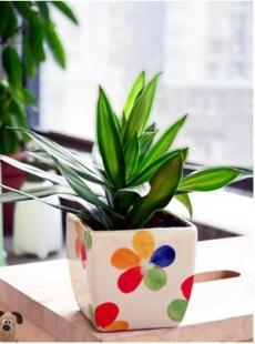 厦门百农花卉租赁 一站式绿植及绿化养护服务专家