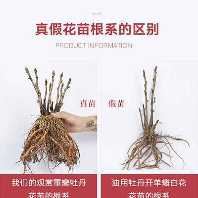 牡丹绿植购买指南 30款高中低档精选推荐