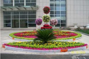 郑州花卉租赁服务首选 晨曦花卉，打造绿色办公与生活空间